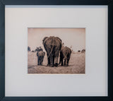 B/W Print Series — Elephant SR.07