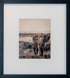 B/W Print Series — Elephant SR.05