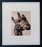 B/W Print Series — Giraffe SR.01