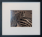 B/W Print Series — Zebra SR.02