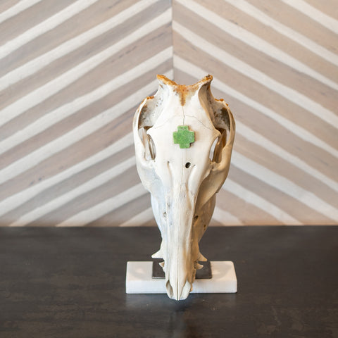 Sacred Boar Skull