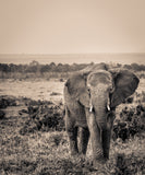 B/W Print Series — Elephant SR.05