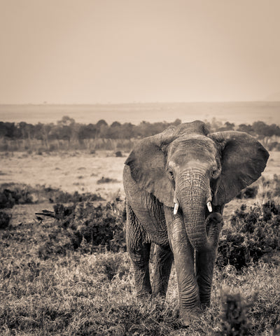 B/W Print Series — Elephant SR.05