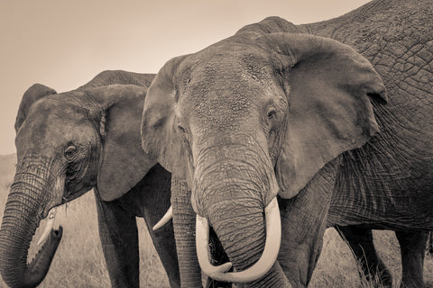 B/W Print Series — Elephant SR.09